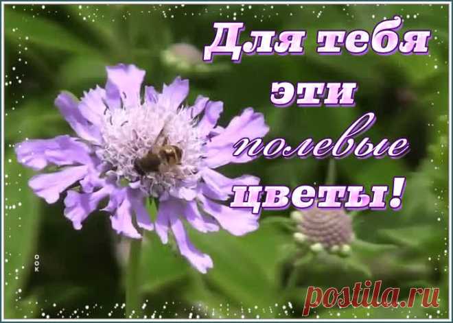 Открытка с полевыми цветами