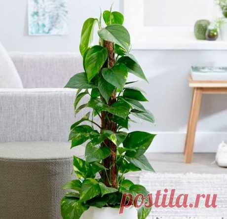 Самые неприхотливые домашние растения
