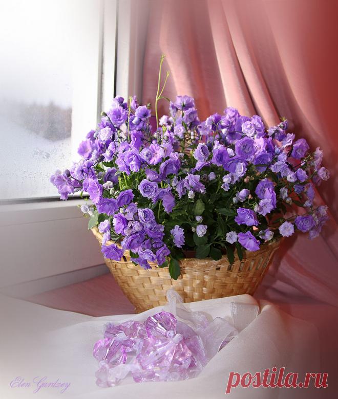 Розово-сиреневая нежность натюрмортов от фото-художников. | Сиреневый цвет в психологии, в интерьере и сочетание цветов.