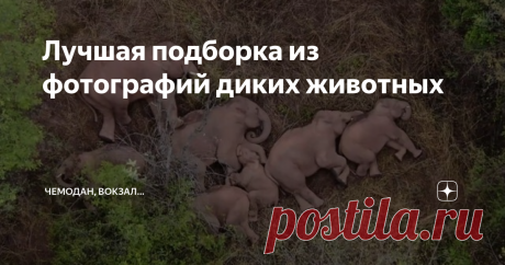 Лучшая подборка из фотографий диких животных Приглашаем Вас присоединиться к просмотру самых интересных фотографий диких животных, которые нам удалось найти в сети. Знаете ли вы, какое животное дольше всех живет на свете? Или, у какой рыбы нос может вырасти до одного метра в длину? С нашим каналом вы будете каждый день открывать для себя что-то совершенно новое из мира дикой природы и любоваться замечательными фотографиями, захватывающими дух. Подписывайтесь! А пока взглян...
