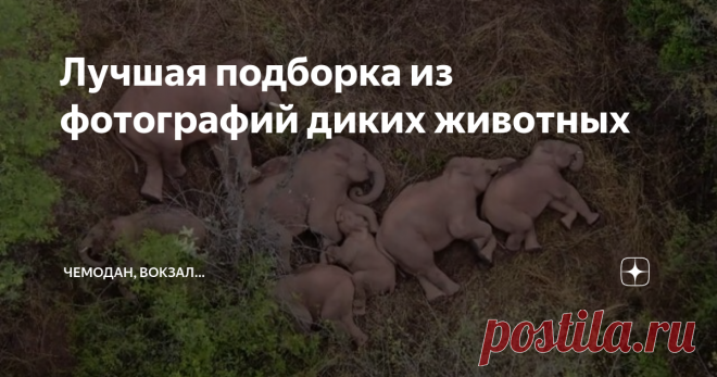Лучшая подборка из фотографий диких животных Приглашаем Вас присоединиться к просмотру самых интересных фотографий диких животных, которые нам удалось найти в сети. Знаете ли вы, какое животное дольше всех живет на свете? Или, у какой рыбы нос может вырасти до одного метра в длину? С нашим каналом вы будете каждый день открывать для себя что-то совершенно новое из мира дикой природы и любоваться замечательными фотографиями, захватывающими дух. Подписывайтесь! А пока взглян...
