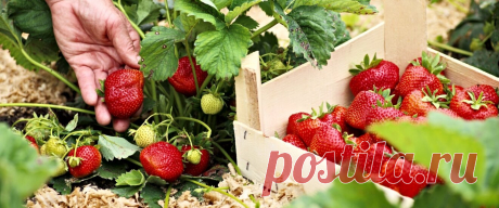 Клубника - одна из самых популярных ягодных культур. Они могут быть свежими, замороженными или консервированными в зимние месяцы. Однако не всегда удается