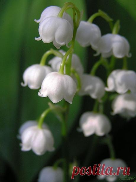 Легенды Цветочного гороскопа.  Ландыш (1 мая — 10 мая)