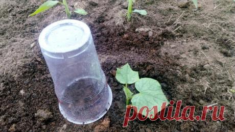 +++Огурцы на грядке всходят на 3-й день и быстро растут без подкормок. Агроприёму научил агроном-профессионал | Собираем урожай | Яндекс Дзен