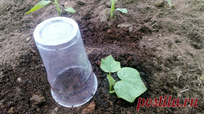 +++Огурцы на грядке всходят на 3-й день и быстро растут без подкормок. Агроприёму научил агроном-профессионал | Собираем урожай | Яндекс Дзен