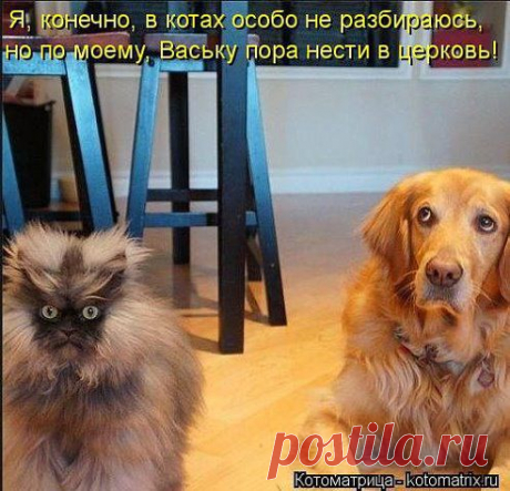 коты