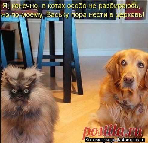 коты