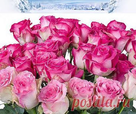 Розовые розы.