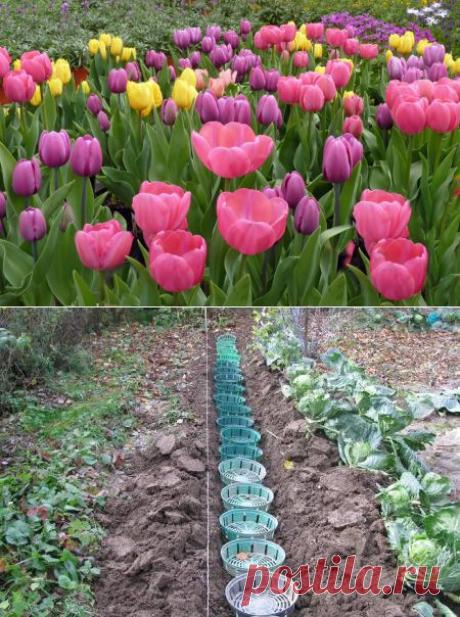 Советы, которые помогут вырастить тюльпаны даже новичку | РОЗЫ