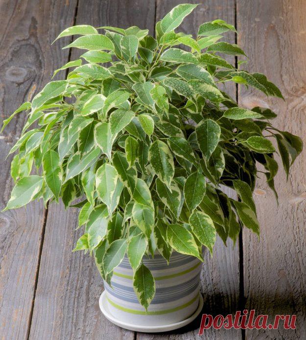 Почему фикус нельзя держать дома: приметы и объективные причины