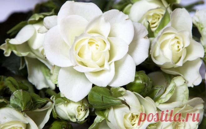 Розы, цветы, белый, цветок, ложь обои на рабочий стол