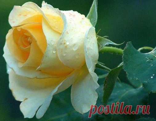 Роза