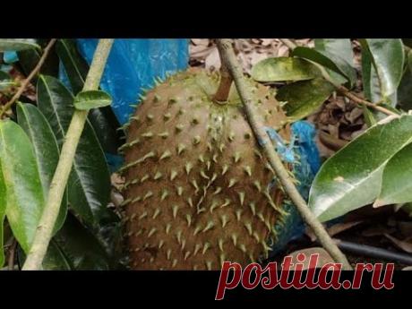ácaros en la guanabana