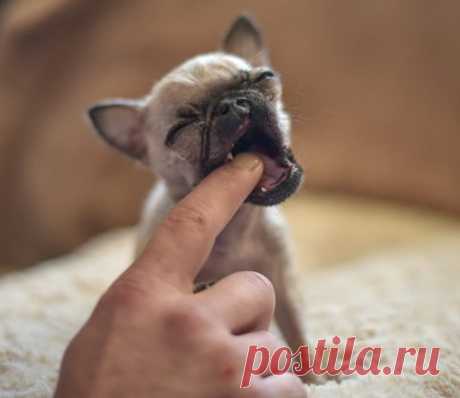 Самый маленький в мире мопс, которого носят в кошельке!