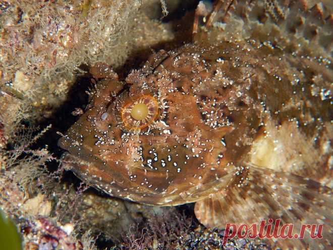 Scorpaena porcus