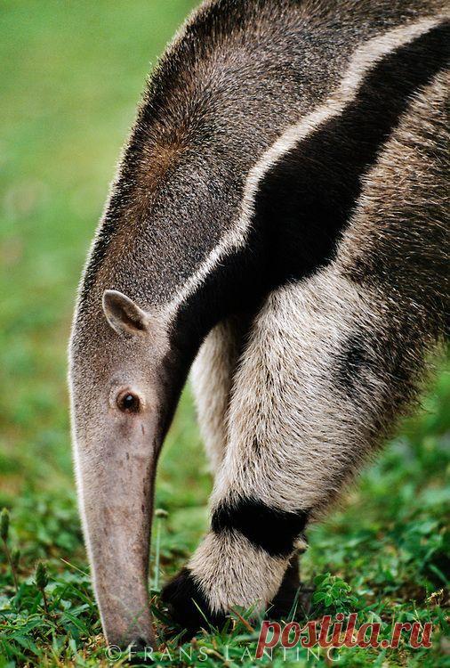 Гигантский муравьед.