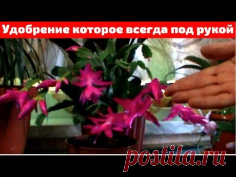 Декабрист Супер удобрение для Обильного цветения Шлюмбергера