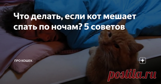 Что делать, если кот мешает спать по ночам? 5 советов Удивительно но, несмотря на то, что наши питомцы могут спать до 20-ти часов в сутки, хозяева кошек часто жалуются на недостаток сна.
Почему же получается, что время активности котика приходится именно на ночной сон хозяина? Как приучить питомца спать по ночам?