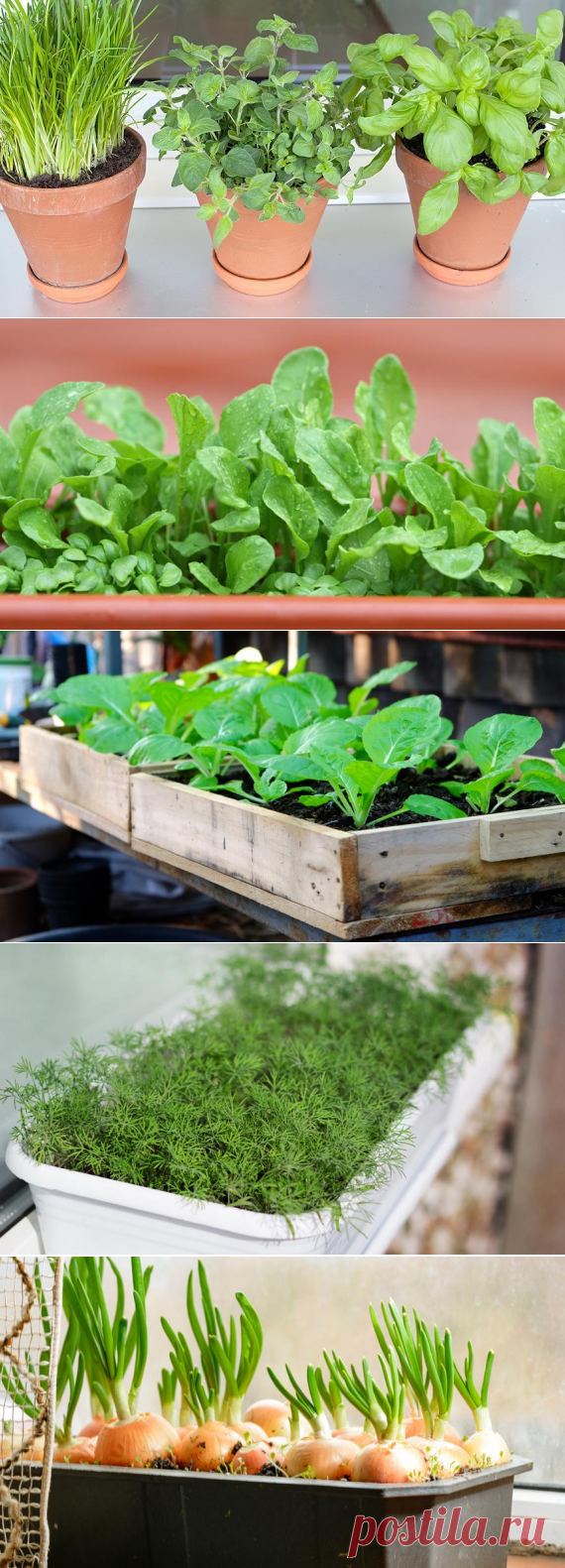 5 трав, которые легко вырастить на подоконнике