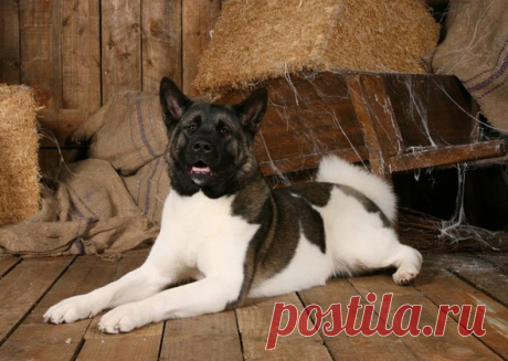 Самые верные собаки: 10 пород, на которые можно положиться | PetTips