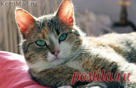 Некоторые изумруды - дороже алмазов