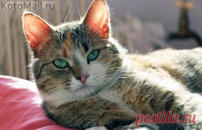 Некоторые изумруды - дороже алмазов