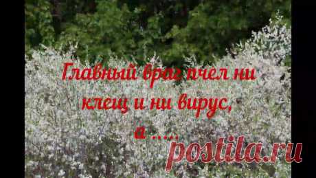Главный враг пчел ни клещ и ни вирус, а ... Этот цикл будет состоять из трех частей. В первой части я расскажу и докажу, что теплый улей пчелам вообще не нужен, он им даже вреден.Во второй я расскажу п...