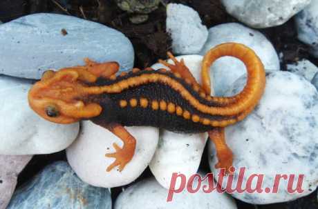 Животные, открытые в 2016 году