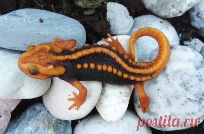 Животные, открытые в 2016 году