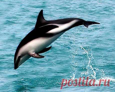 черные дельфины: 19 тыс изображений найдено в Яндекс.Картинках