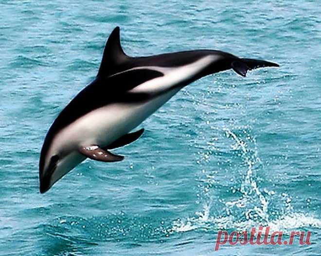 черные дельфины: 19 тыс изображений найдено в Яндекс.Картинках