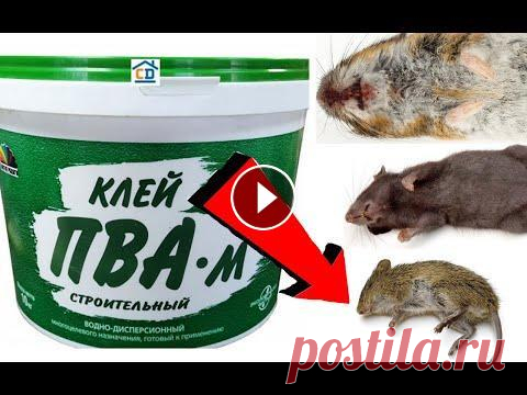 Как избавиться от мышей за 1 минуточку! Как избавиться от мышей за 1 минуточку!,как избавиться от мышей, как избавиться от крыс, как избавиться от грызунов, борьба с мышами, мышь, борьба с к...