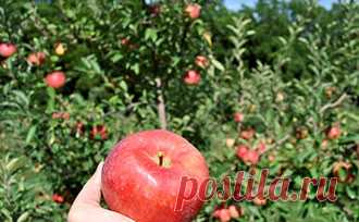 Fruit Trees: Years to Fruit - Stark Bro's