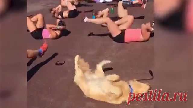 Видео: Собака рассмешила пользователей Сети, после того как провела зарядку с людьми