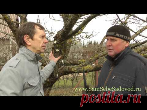 Мхи и лишайники на плодовых деревьях « Видео-блог Садовода