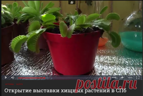 Открытие выставки хищных растений в СПб - «L!fe» — информационный портал