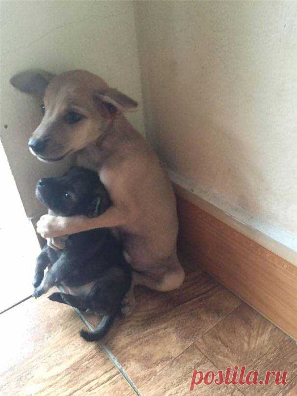 Щенки из буддийского храма, которые все время обнимают друг друга