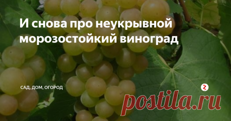 И снова про неукрывной морозостойкий виноград Продолжаю рассказ о зимостойких неукрывных сортах винограда, так как судя по вашей живой реакции, тема эта многим интересна. Ссылка на первую статью будет в самом конце. Спасибо за ваши «лайки»! Итак, поехали!
Платовский
Платовский относится к категории белых технических сортов. Он рано созревает и отличается высокой степенью морозостойкости (выдерживает до минус тридцати!). Этот сорт из-за раннег