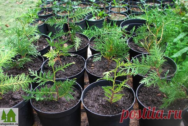 Как размножить тую |