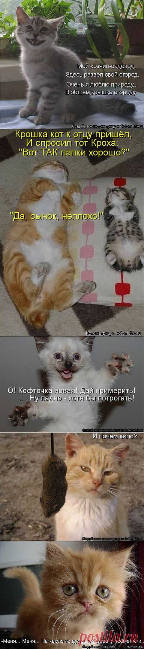 (+1) тема - - Ах, бестия! Какой ты плут! Ужо задам тебе я трёпку! | Четвероногий юмор