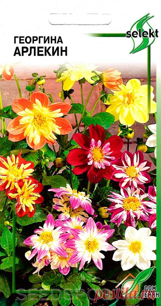 Георгина Арлекин, Смесь, 5 шт. Selekt, купить в интернет магазине Seedspost.ru