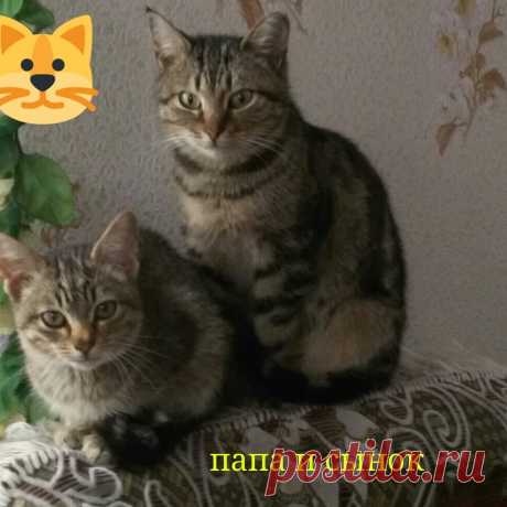 котики мои