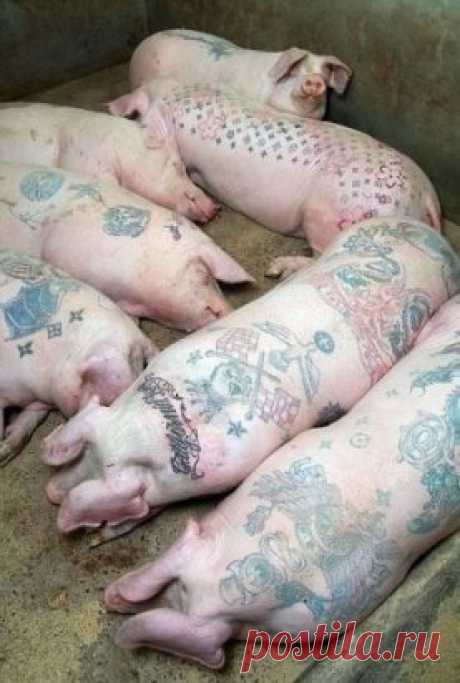 Внук приехал к бабушке - учится на татуировщика 😆🙊