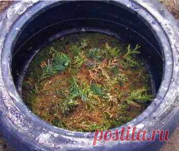 Сооружаем череночник Черенкование растений — одно из любимых занятий цветоводов. Обычно черенки помещают под стеклянную банку или …