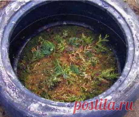 Сооружаем череночник Черенкование растений — одно из любимых занятий цветоводов. Обычно черенки помещают под стеклянную банку или …