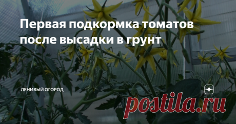 Первая подкормка томатов после высадки в грунт Прошло две недели после высадки рассады томатов в грунт, а значит пора провести первую подкормку томатов. Перед подкормкой внимательно осматриваем кусты, чтобы понять, что именно сейчас нужно нашим томатам. Если листики маленькие и светло-зеленого цвета, растению не хватает азота. Для первой подкормки азотным удобрением можно использовать раствор сброженной зеленой травы.  Один литр настоя растворяем в 10 литрах воды и поливае...