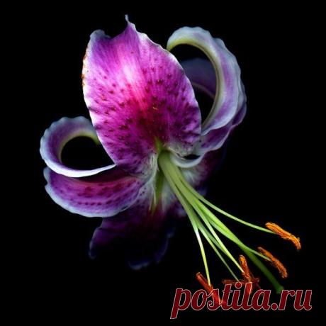 Чарующие цветы от фотографа Магды Индиго