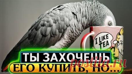 Говорящий Жако, серый африканский попугай