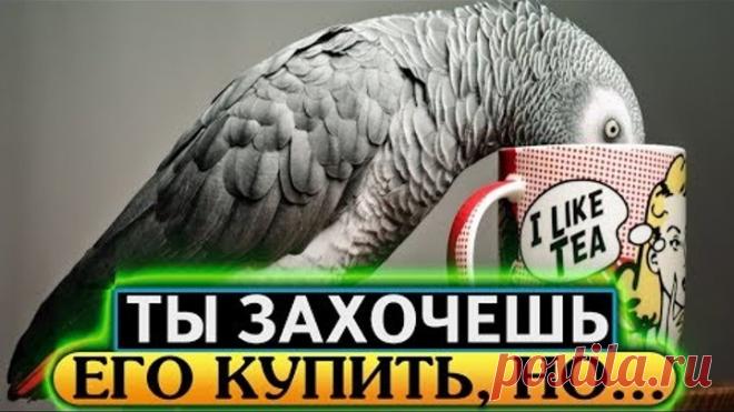 Говорящий Жако, серый африканский попугай