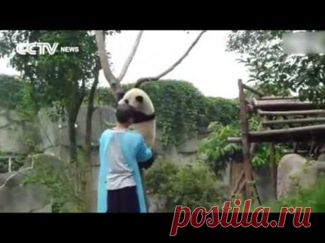 Панда согласилась слезть с дерева только если ее обнимут